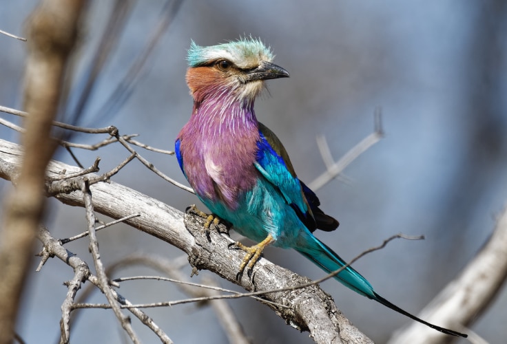 Lilac-Breasted Roller (Coracias caudatus)