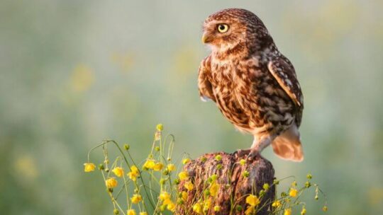 Little Owl