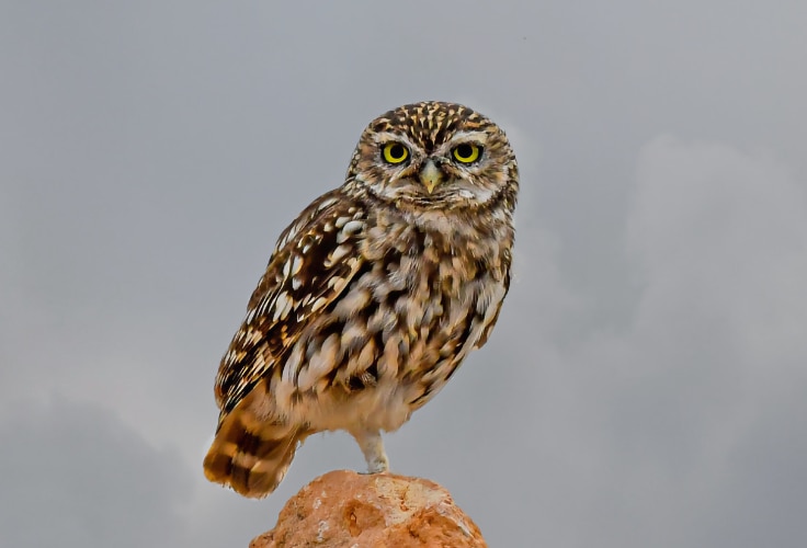 Little Owl (Athene noctua)
