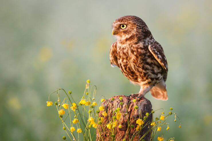 Little Owl