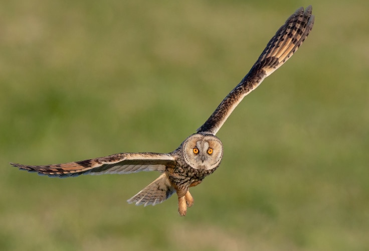 Long-Eared Owl in flight