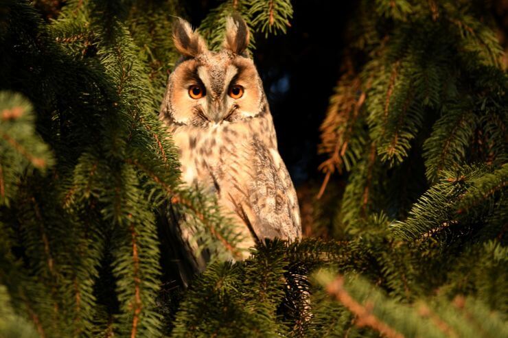 Long-Eared Owl