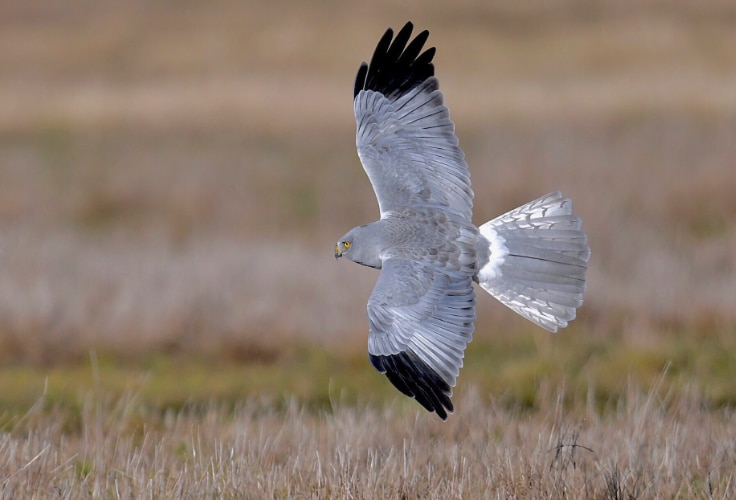 Male Hen Harrier in low-level flight