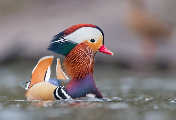 Mandarin Duck (Aix galericulata)