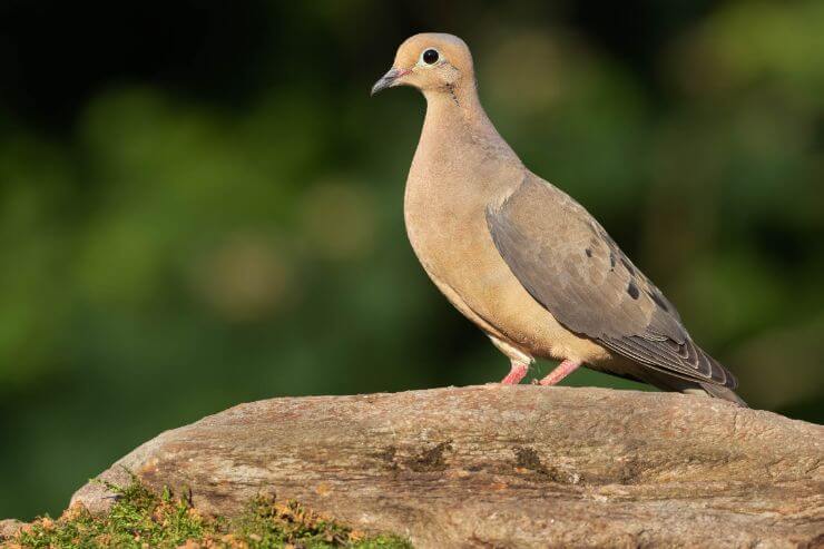 Mourning Dove
