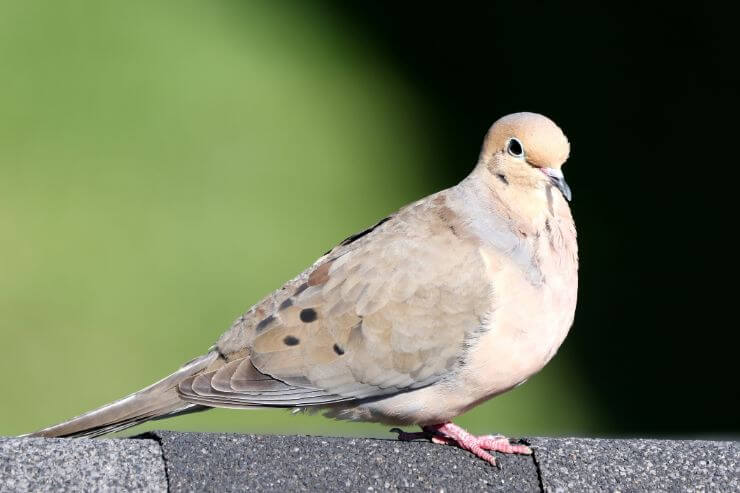 Mourning Dove