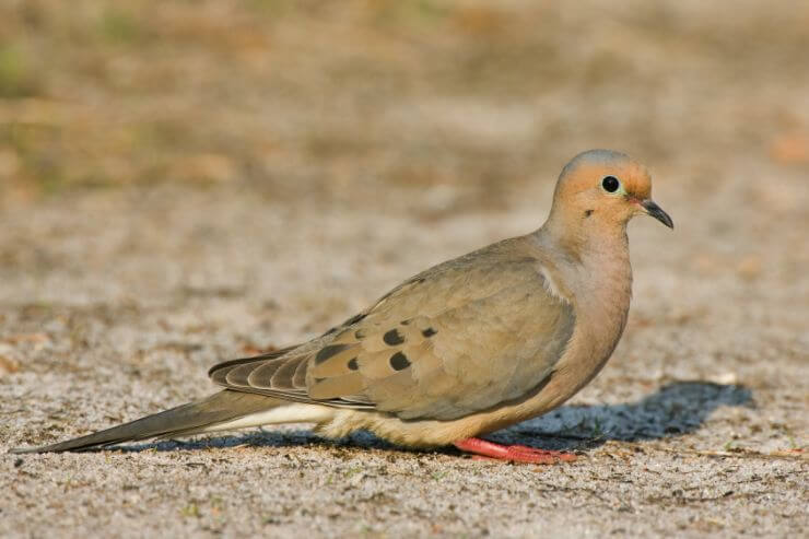Mourning Dove