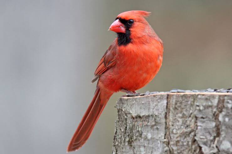 Northern Cardinal