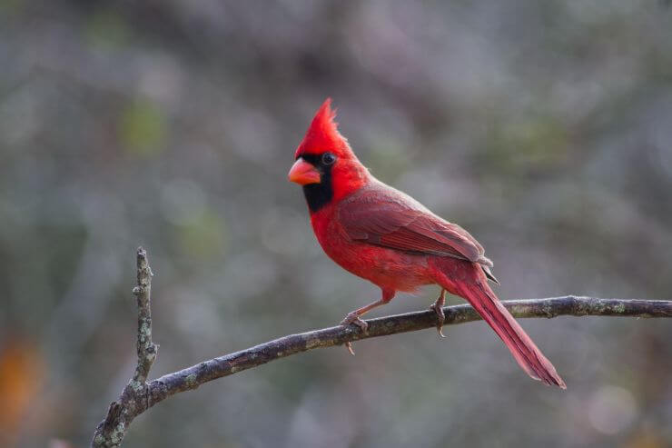 Northern Cardinal