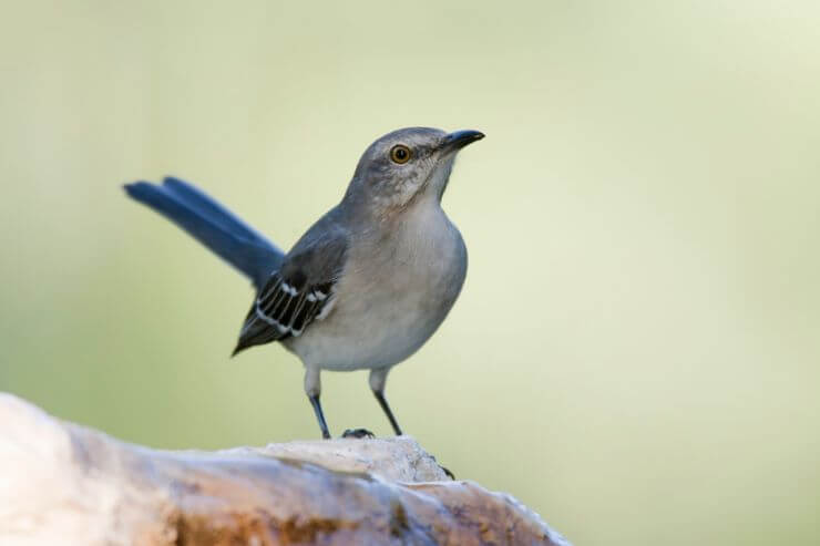Northern Mockingbird