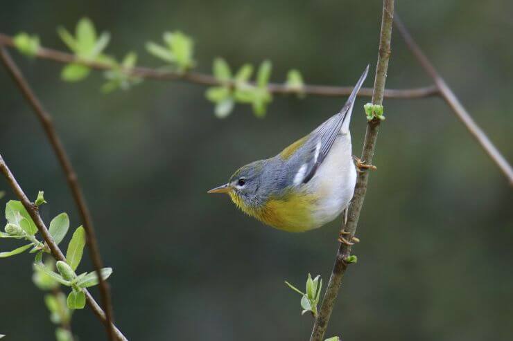 Northern Parula