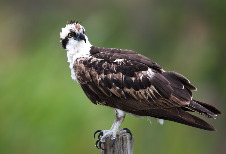 Osprey (Pandion haliaetus)
