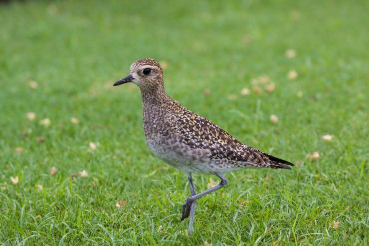 Pacific Golden-Plover