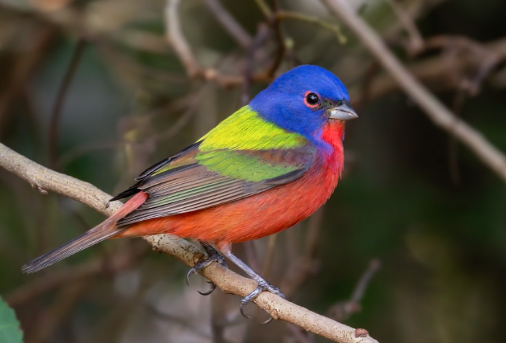 Painted Bunting (Passerina ciris)