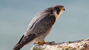 Peregrine Falcon (Falco peregrinus)