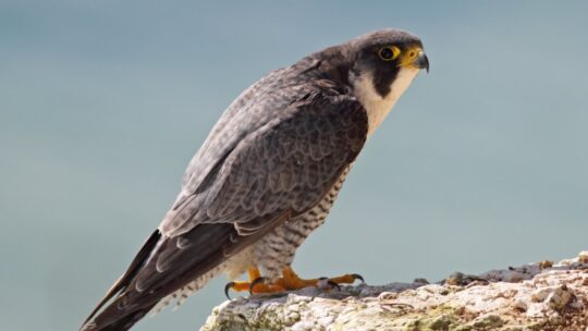 Peregrine Falcon (Falco peregrinus)