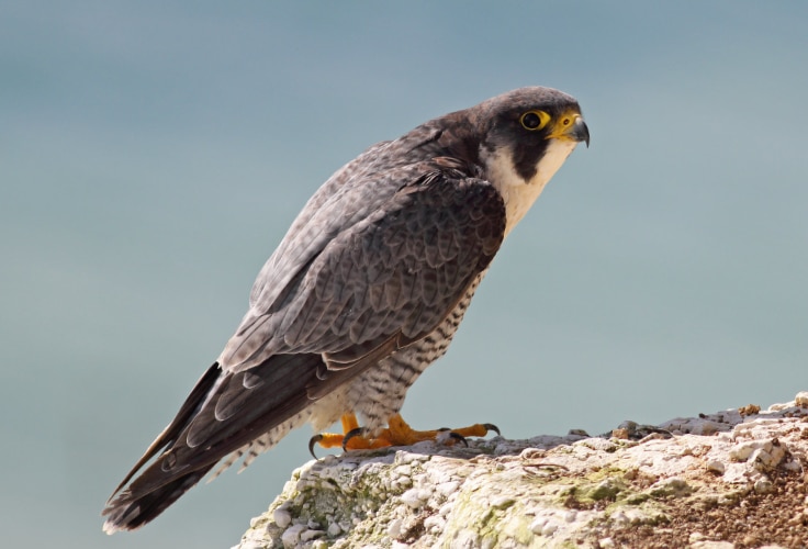 Peregrine Falcon (Falco peregrinus)