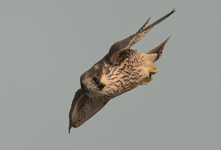 Peregrine Falcon in a stoop