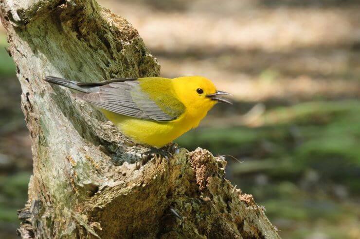 Prothonotary Warbler