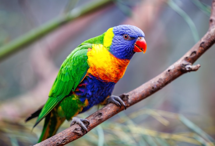 Rainbow Lorikeet (Trichoglossus moluccanus)