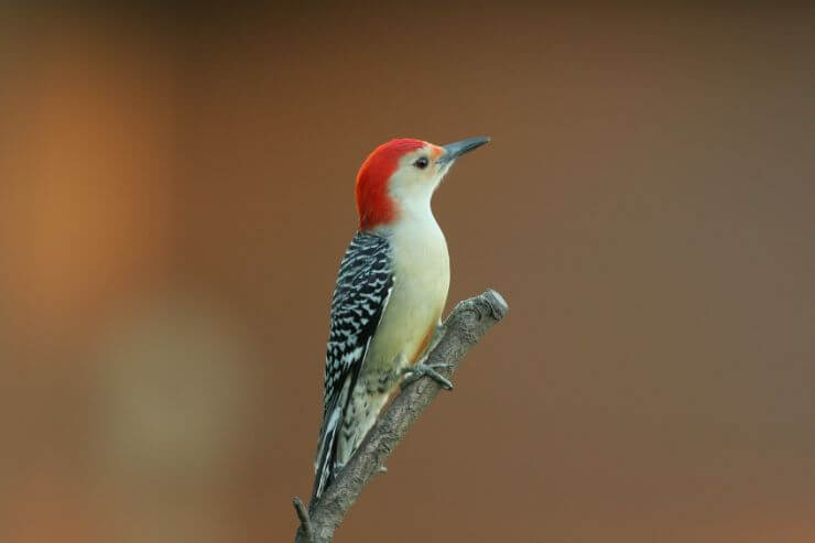 Red-Bellied Woodpecker
