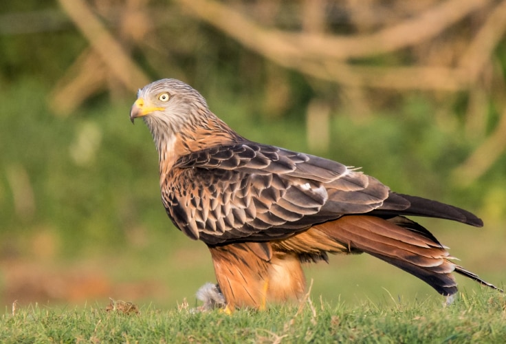Red Kite (Milvus milvus)