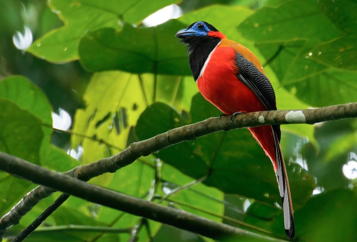 Red-Naped Trogon (Harpactes kasumba)