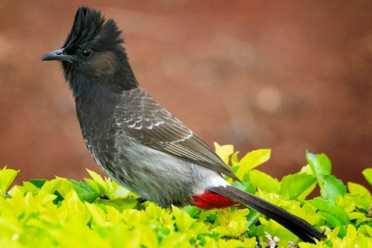 Red-vented Bulbul