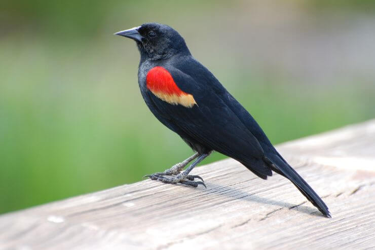Red-winged Blackbird