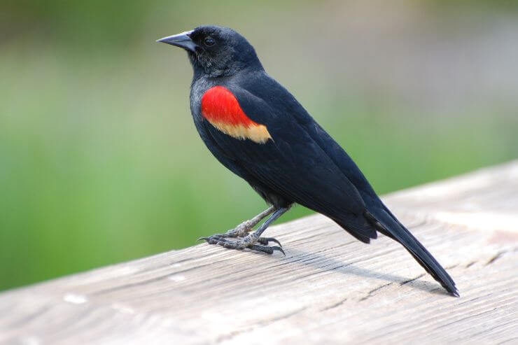 Red-winged Blackbird
