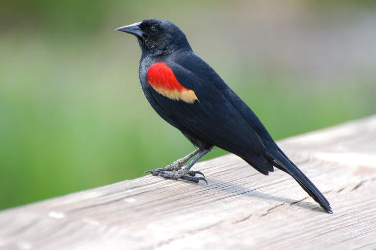 Red-winged Blackbird