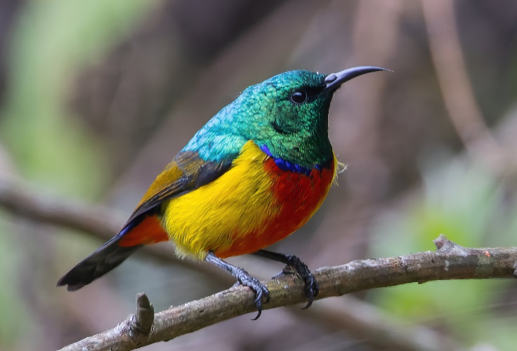Regal Sunbird (Cinnyris regius)