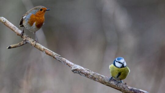 Robin and Blue Tit perched together