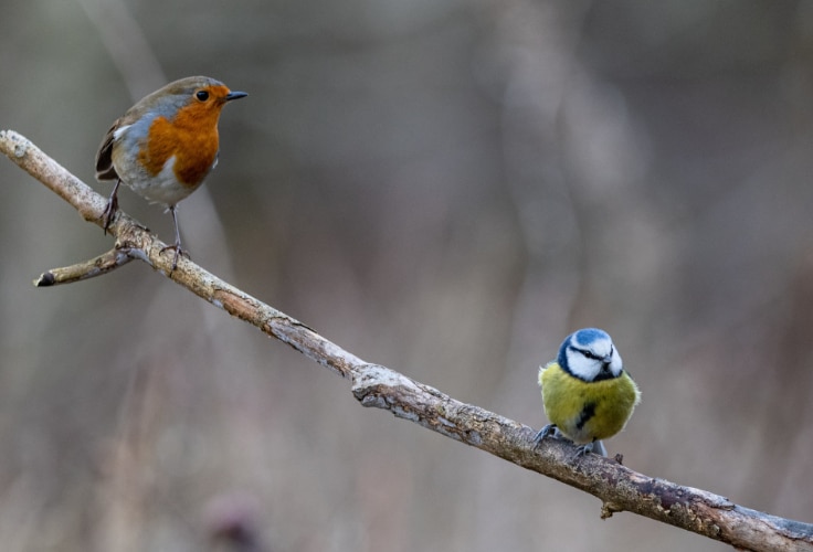 13 Most Common Garden Birds in the UK (with Pictures)
