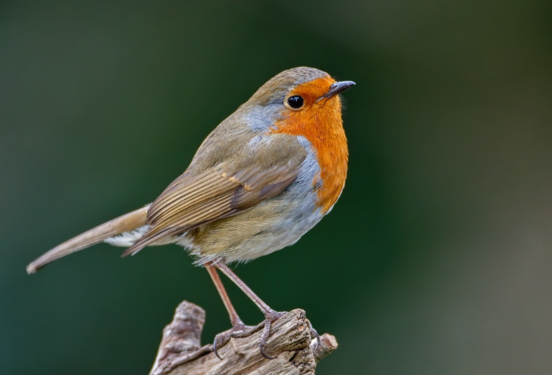 European Robin (Erithacus rubecula)