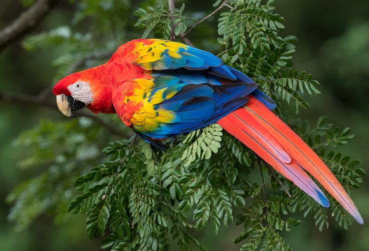Scarlet Macaw (Ara macao)