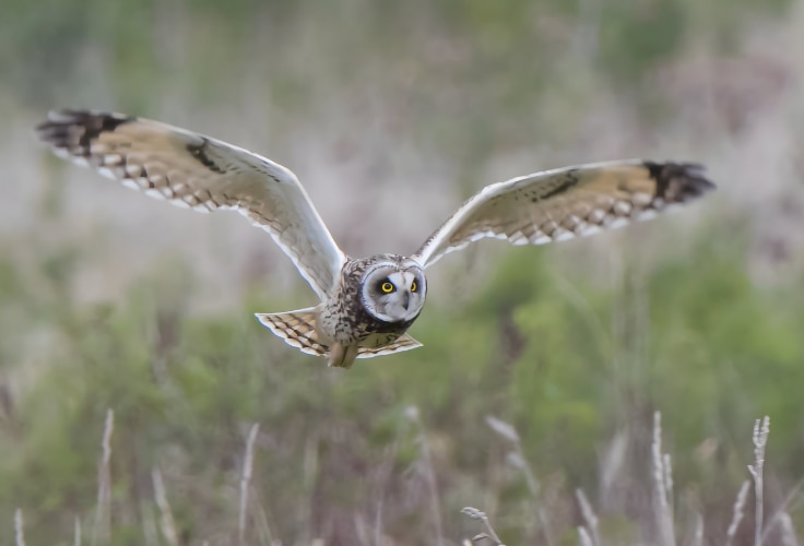 Short-Eared Owl in flight