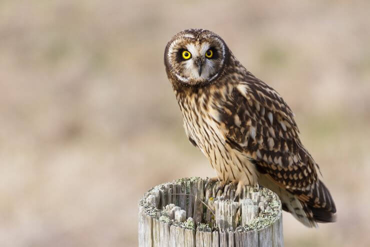 Short-Eared Owl