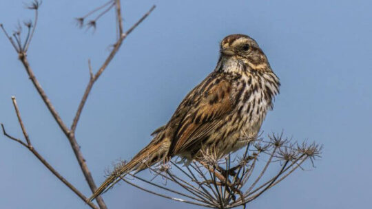 Song Sparrow
