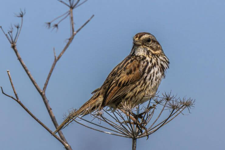 19 Sparrows in Virginia (With PIctures)