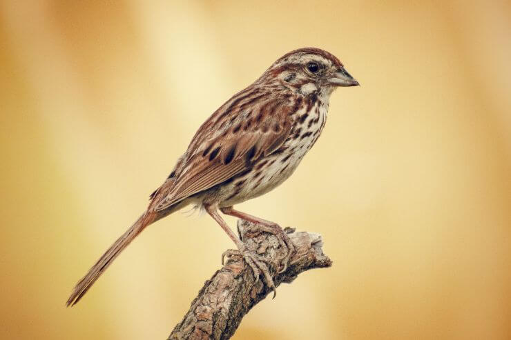 Song Sparrow