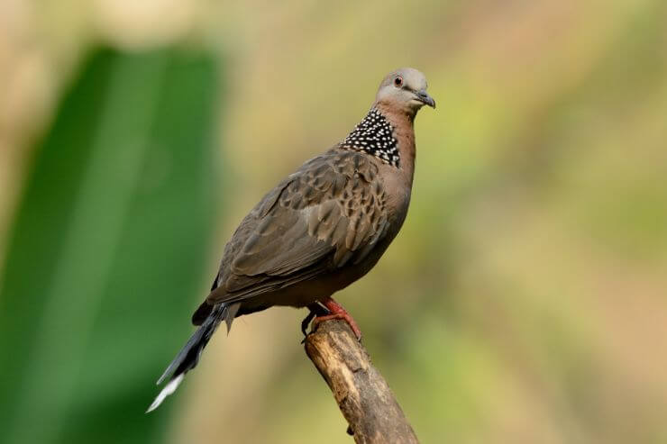 Spotted Dove
