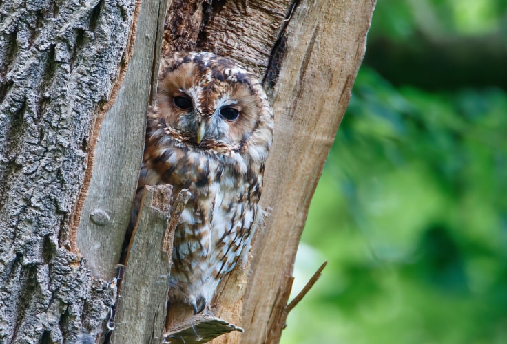 Tawny Owl perfectly camouflaged in its tree hollow
