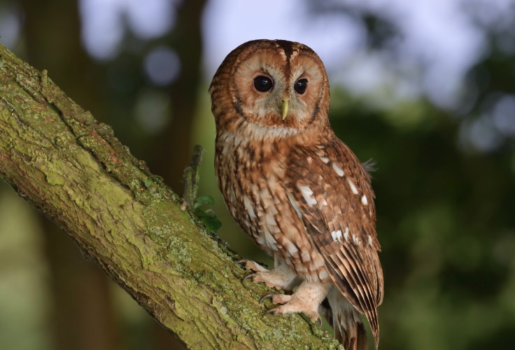 Tawny Owl (Strix aluco)