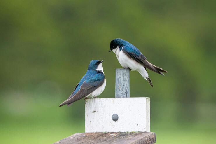Tree Swallow