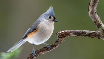 Tufted Titmouse