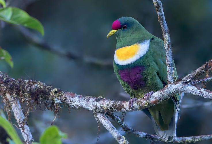 White-Breasted Fruit Dove (Ptilinopus rivoli bellus)
