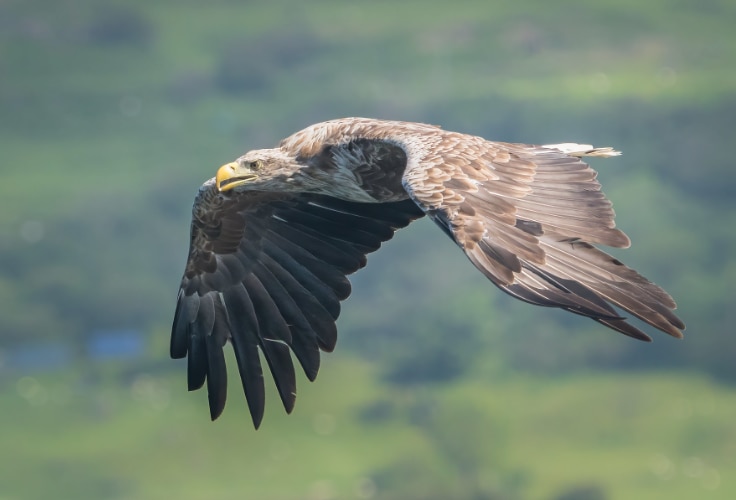 White-Tailed Eagle in flight