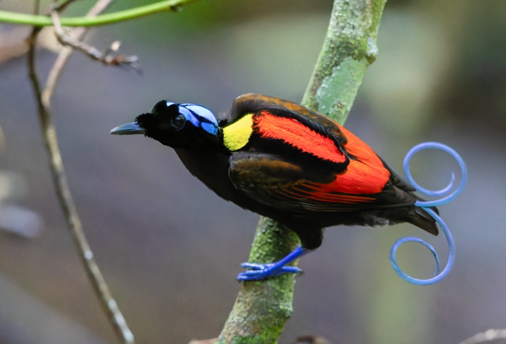 Wilson's Bird-of-Paradise (Diphyllodes respublica)