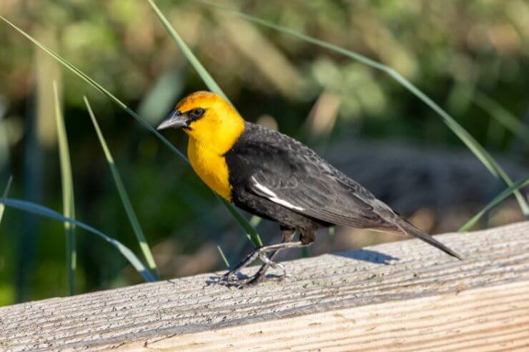 Yellow-headed Blackbird
